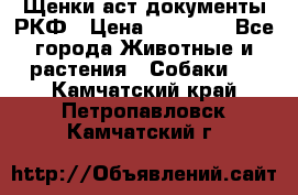 Щенки аст документы РКФ › Цена ­ 15 000 - Все города Животные и растения » Собаки   . Камчатский край,Петропавловск-Камчатский г.